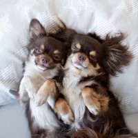 犬に『枕』は必要？枕を与えるメリットや選ぶ際の注意点までご紹介