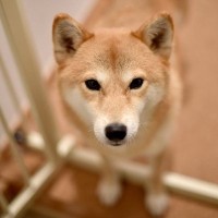 『犬の置物』を玄関に置かない方がいい理由2選　なぜ良くないの？室内のおすすめな置き場所まで