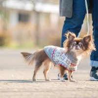 犬の『体を温める』ことで起こるメリット4つ　実践すべき理由から正しい方法まで