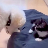 か弱い赤ちゃん猫を保護→犬が『甘やかして育てた』結果…思っていたのと違う『まさかの現在』が13万再生「恩を仇でｗｗ」「怒らないの優しい」
