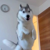 朝6時30分、寝ていたら『大型犬』が起こしに来て…もはや事故？『衝撃的な目覚まし方法』が147万再生「勢いあって草」「笑顔で可愛いｗ」