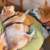 朝、眠っていた『16歳のおばあちゃん犬』を散歩に誘うワンコ→あまりに雑すぎる『起こし方』に40万再生の反響「ワイルドで草」「柴犬の性分」