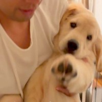寝る時間になってもベッドに行かない大型犬→お父さんに『強制連行』されて…甘えん坊な『就寝前の光景』が67万再生「可愛すぎ」「赤ちゃんｗ」