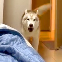イチャイチャするママと犬→ヤキモチを妬いた大型犬が…あからさまな『まさかの訴え方』が697万再生「喋りすぎｗｗ」「なんて愛おしい」と絶賛