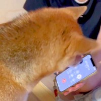 おばあちゃんが電話で『犬の名前を呼んだ』結果→なぜかどこかへ行ってしまい…尊すぎる『まさかの行動』が10万再生「理解してる」「もはや孫」