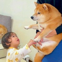 朝、歩きづらそうにしていた犬→1歳の女の子が心配して…とんでもなく尊い『まさかの反応』が22万再生「ジーンとした」「家族の愛情の深さ」