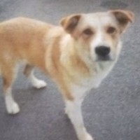 保護されていた『無表情の野良犬』を飼った結果…当時が嘘のような『表情の変化』に150万表示の反響「涙で前が見えない」「目が違う」