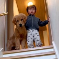 階段をこっそり登っていた小さな男の子と大型犬→『降りておいで』と伝えた結果…本当の兄弟のような行動が122万再生「相棒だ」「見守ってる」