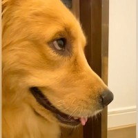 車の音が聞こえたら、大型犬が『ママだ！』と期待して…ドアの前で見せた『真剣すぎる光景』が177万再生「思ったよりガチで草」「顔がｗｗ」