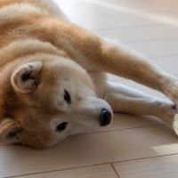 犬が『ぐーんと伸びをする』心理4選　主な理由やしきりに体を伸ばすときの危険な病気まで