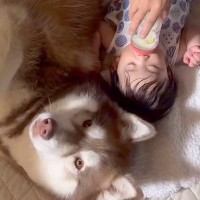 赤ちゃんが『7ヶ月間、大型犬のお兄ちゃんと育った』結果→ベッドの中で…ずっと見ていたい光景が20万再生「本当の兄弟のよう」「癒やされた」