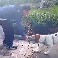 昔ボランティアでお世話した『ガリガリの保護犬』→1年ぶりに再会した結果…思わず涙する『感動の瞬間』に反響「しっぽブルンブルン」「泣いた」