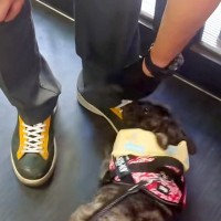 『クロネコヤマトの配達員さん』が散歩中の犬と出会った結果…仕事どころではない『大好きが溢れてしまう光景』に反響「たまらん」「帰れないｗ」