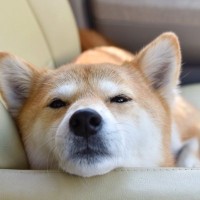 睡魔と戦っている犬がみせる仕草や行動５選　熟睡できない理由や安心して寝てもらうためにすべき配慮まで