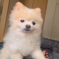 毎朝、目を覚ますと目の前に犬がいて…とんでもなく羨ましい『悶絶する行動』に2万いいね集まる「最高過ぎる」「前世でどんな徳を積んだんだ…」