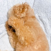 夜、何気なく犬を見てみたら…食べ物にしか見えない『まさかのポーズ』に8万いいね集まる「可愛いｗｗ」「手羽先ですね」と絶賛の声