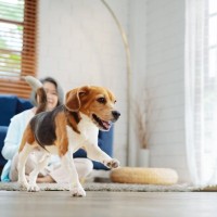 犬が『寝る前に見せる』仕草や行動５選　愛犬がみせる不思議な行為の意味や注意点まで