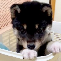 赤ちゃんの頃は『カゴに入れるサイズだった犬』→３歳になった結果…想像を超える『ビフォーアフター』に反響「どっちも可愛い」「1年って早い」