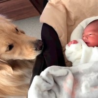 大型犬に『人間の弟』ができた結果→顔を合わせた瞬間…愛おしすぎる『はじめましての様子』に「お目々優しい」「頼もしいね」と絶賛の声集まる