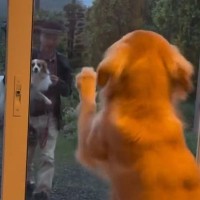 4日ぶりにパパが帰宅→大型犬がドア越しに…思わず泣ける『甘えん坊全開な行動』が話題「愛おしくて涙が…」「ドア壊れちゃいそうｗｗ」