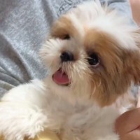 『祖父母と犬を会わせた』結果→いつもは寡黙なおじいちゃんが…泣けるほど尊い『心が通じ合う光景』が2万再生「嬉しそうな顔」「幸せ届けてる」