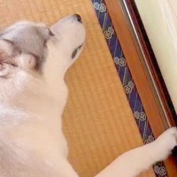 『まだコタツは出さないよ』とハスキー犬に伝えた結果…まるで子供のような『小さな抵抗』が53万再生「シュールｗ」「思いは伝わってくる」