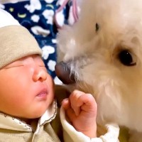 赤ちゃんが生まれたときからずっと隣にいた犬→1年間をまとめた結果…あまりにも尊い『成長記録』に感動の声「愛が詰まってる」「素敵な家族」