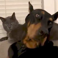 猫に怒られてしまった大型犬→ソファでくつろごうとしたら…見た目とは裏腹な『気まずい光景』が60万再生「首の角度ｗｗ」「固まってて草」