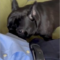 会社に行こうする男性→留守番を察した犬が近づいてきて…仕事を休みたくなる『愛おしい行動』が18万再生「抗えないｗ」「上目遣い最高」と絶賛