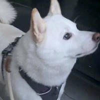 大好きなパパが病気で入院→寂しくなり、絶望した犬がひたすらに…感動が止まらない『3日ぶりの再会』に反響「ウルウルした…」「絆が凄い」