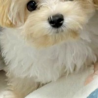ママに怒られてしまった赤ちゃん犬→絶対に許してしまう『咄嗟にとった行動』に4万いいね集まる「避難可愛いｗ」「もう許して？って顔してる」