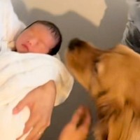 生まれたての赤ちゃんを家に連れて帰った結果→大型犬がにおいを嗅ぎに来て…微笑ましい『熱烈大歓迎』が話題「ちゃっかり猫ちゃんも来ててｗ」
