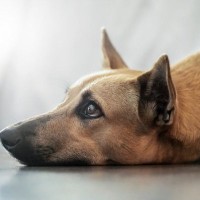 『寿命が短い犬』の共通点５選　不適切な飼育方法や長生きさせるためのポイントまで