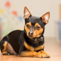 犬が妙におとなしいときは『隠し事』がある？考えられる5つの理由や適切な対応方法も解説