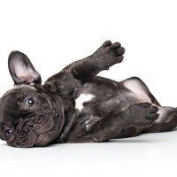 『天然』だと言われがちな犬種５選　不思議ちゃんなワンコの共通点やしつけの注意点まで