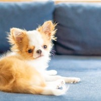 『臆病』な犬種５選　動じない性格に育てる方法はあるの？気弱なワンコへの接し方まで