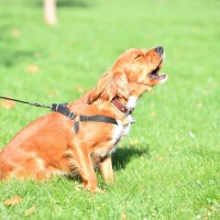 犬が『吠え続ける』のをやめさせるコツ3つ　吠えたがるワケやNGな対処法まで