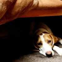 犬に『こたつ』を使うときのタブー行為4選　絶対NGな理由や正しい使い方までご紹介