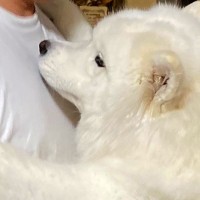 パパが赤ちゃんを抱っこしようとしたら…横にいた大型犬がみせた尊い行動に2万4000いいね集まる「か、可愛すぎる…」「甘えたいよね」と悶絶