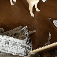 滅多にイタズラしない犬→お母さんが叱った結果…思わず許してしまう『まさかの反応』が10万表示「犯人は現場に戻るｗ」「かわいいｗ」と爆笑