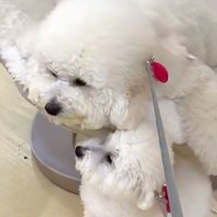 お店で『動く犬用ベッド』に試乗した犬→『もう帰るよ』と言ったら…意思が強すぎる行動が16万表示「迷惑そうで草」「買ってあげてｗ」と爆笑