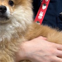 『子犬…なのか？』おとなしく抱っこされるワンコ→生後3ヶ月とは思えない『サイズ感』に反響続々「うちの成犬よりデカい」「素晴らしい」