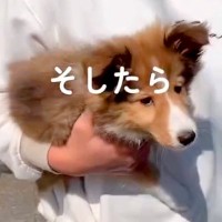 散歩中、通りすがりのおばさまに『ちっちゃく育つわよ』と言われた赤ちゃん犬→４年後…想定外な『衝撃の現在』に反響「可愛い」「うちもですｗ」