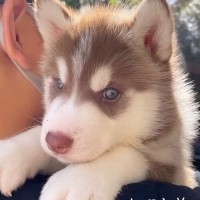 軽々と抱っこできた『大型犬の赤ちゃん』→８ヶ月後…驚異的な『尊い成長結果』に反響「どの時も愛くるしい…」「すくすく育ってる」と７万再生