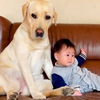 ママがいない時だけ『赤ちゃんの子守り』をしてくれる大型犬…あまりにも手慣れている『愛溢れるお世話』が291万再生「ベビーシッターみたい」
