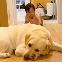 廊下をハイハイする赤ちゃん→目の前に『大型犬』が寝転がっていて…1歳児とは思えない『想定外の行動』が15万再生「素敵な女性になる」と絶賛