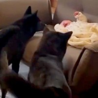 生まれた瞬間から甲斐犬と過ごした赤ちゃん→ほっこりが止まらない『10ヶ月後の光景』に15万再生の反響「天使…癒される」「将来が楽しみ」