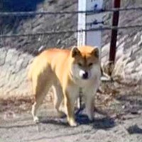 『池に鎖で繋がれ捨てられた犬』が保護され、処分対象に…涙腺崩壊する『新しい家族との物語』が196万再生「泣いた…」「たくさん甘えてね」
