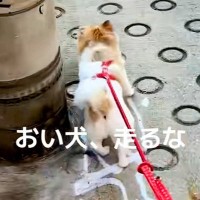 赤ちゃんを抱っこした状態で犬の散歩をした結果→爆走してしまい…ワンオペ育児が生んだ『悲劇』が43万再生「おしゃぶりｗ」「全員必死で草」