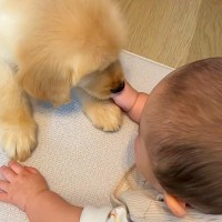 大型犬の子犬と赤ちゃんが向かい合って寝そべると…あまりにも愛おしい『心が洗われる光景』が41万再生「なんて優しい世界…」「一生の相棒」